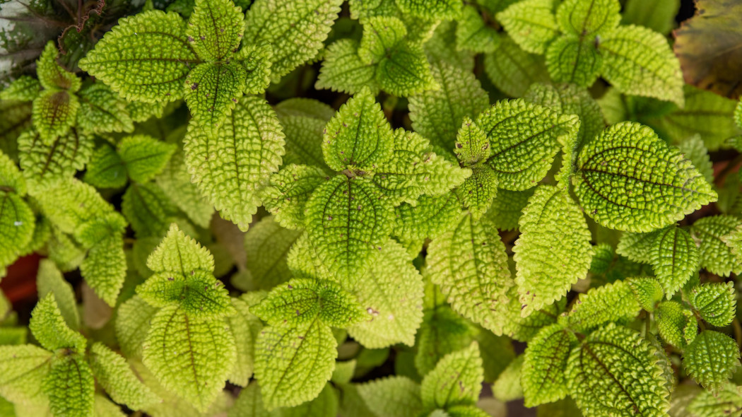 Pilea błyszcząca (Pilea mollis, syn. Pilea involucrata)