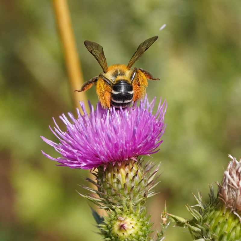 Obrostka letnia