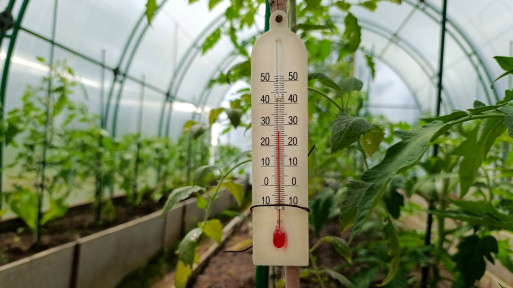 Wietrzenie i wilgotność w szklarni. Jaka temperatura w tunelu foliowym jest najlepsza?