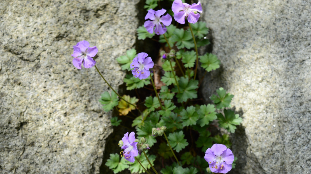 Bodziszek dalmacki (Geranium dalmaticum)