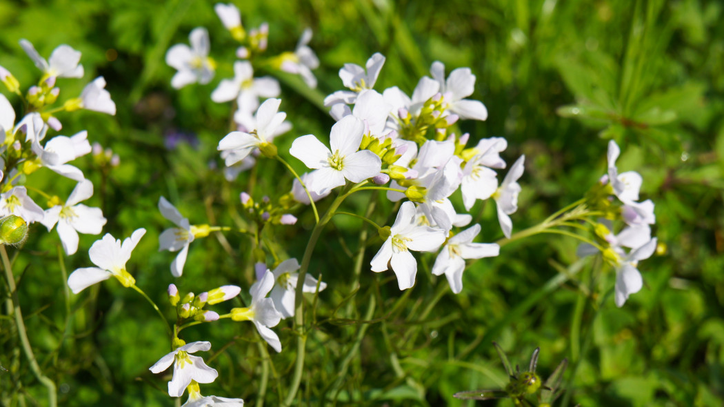 Gęsiówka macedońska, wczesna (Arabis ferdinandi-coburgii, Arabis procurrens)