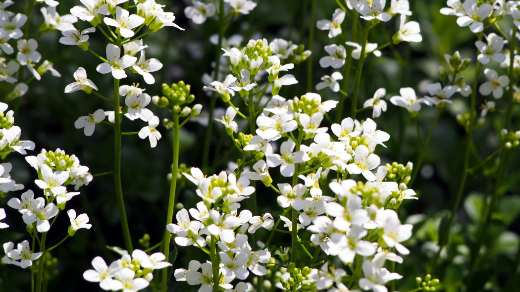 Gęsiówka macedońska, wczesna (Arabis ferdinandi-coburgii, Arabis procurrens)