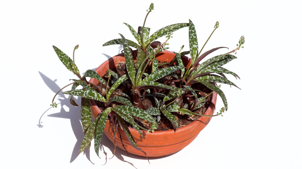 Ledeburia kępiasta (Ledebouria socialis)