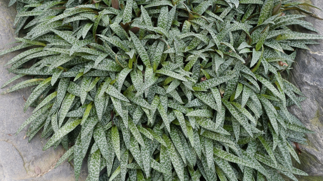 Ledeburia kępiasta (Ledebouria socialis)