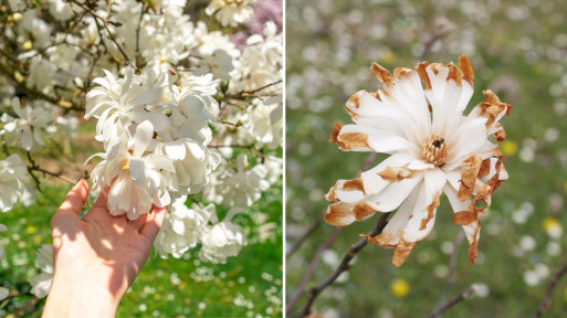 Która magnolia kwitnie jako pierwsza? Czy jest wrażliwa na przymrozki?