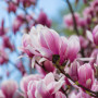 Magnolie