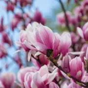 Magnolie