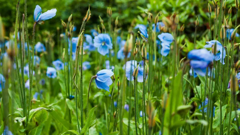 Mekonops bukwicolistny (Meconopsis betonicifolia, baileyi) - przekwitające kwiaty i torebki nasienne