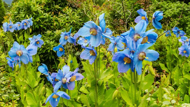 Mekonops bukwicolistny (Meconopsis betonicifolia, baileyi) w ogrodzie