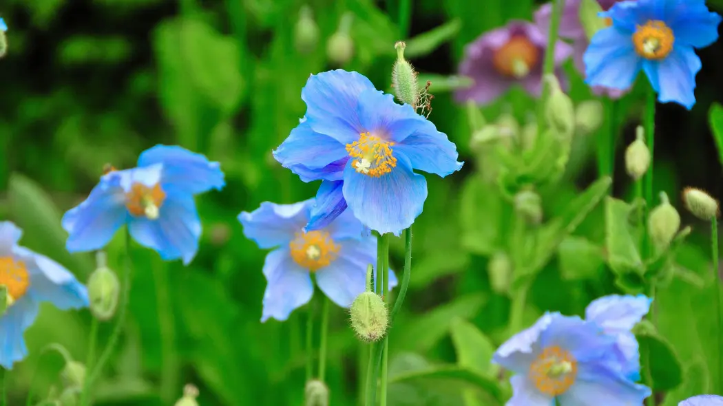 Mekonops bukwicolistny (Meconopsis betonicifolia syn. Meconopsis baileyi)