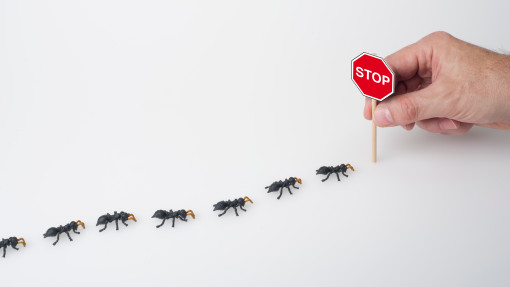 Mrówki znów maszerują? To nie cukier jest problemem