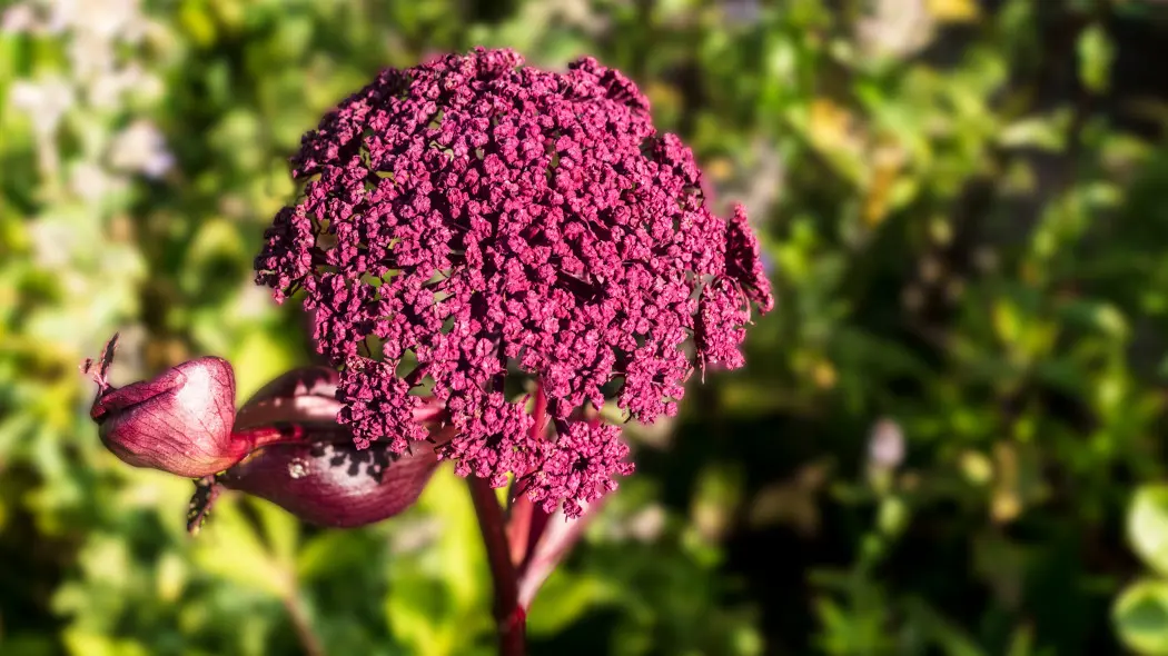 Arcydzięgiel olbrzymi (Angelica gigas)
