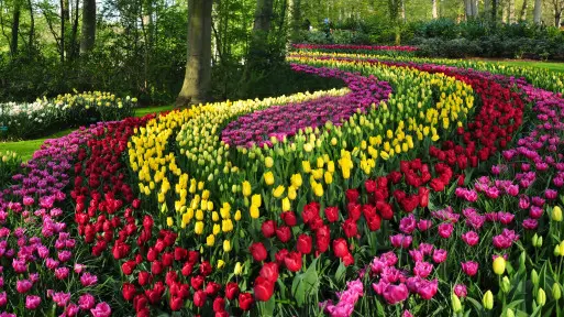 Pasy tulipanów jak z obrazu van Gogha? Pomysł na ogród jak z Keukenhof. Efekt WOW gwarantowany – wystarczy sadzić z rozmachem!