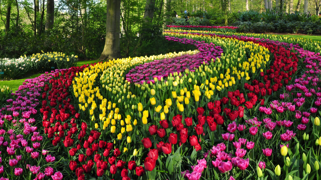 Tulipanowe pasy jak z obrazu van Gogha? Pomysł na ogród jak z Keukenhof