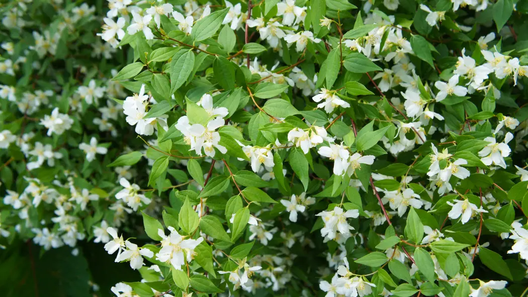 Jaśminowiec drobnolistny (Philadelphus microphyllus)