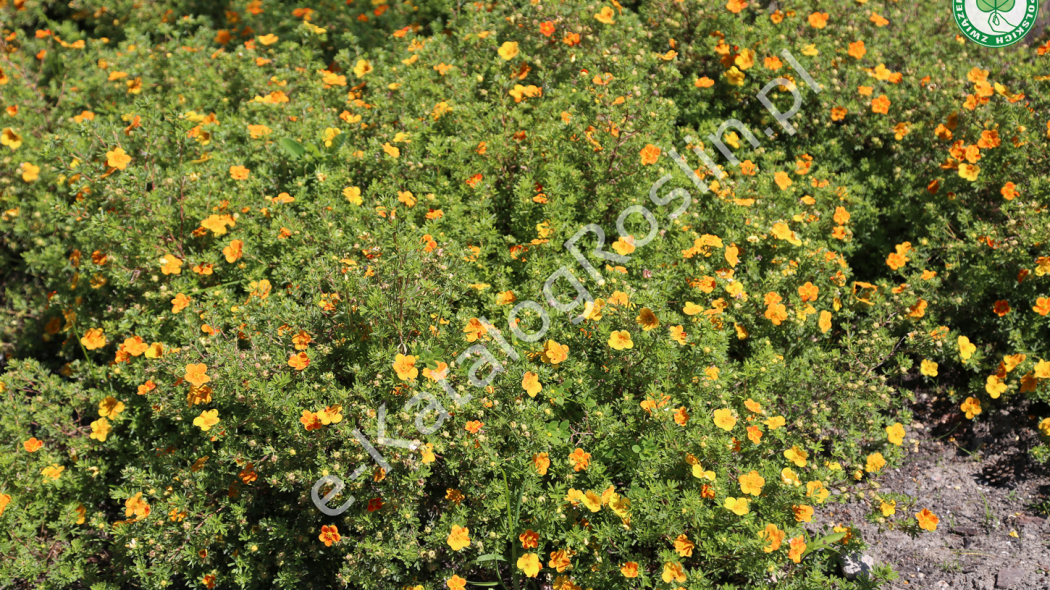 Pięciornik krzewiasty (Potentilla fruticosa) 'Tangerine'