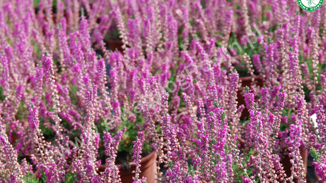 Kwitnący na czerwonopurpurowy kolor wrzos pospolity (Calluna vulgaris) 'Allegro'