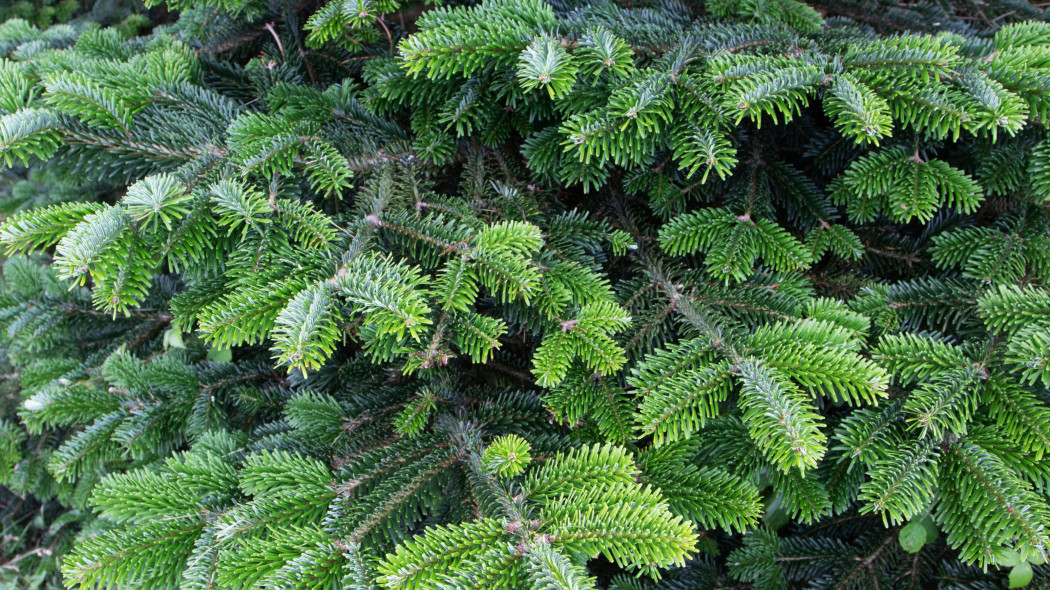 Jodła Frasera (Abies fraseri)