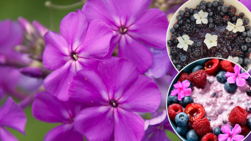 Aromatyczne płomienie. Przepisy z kwiatami floksów