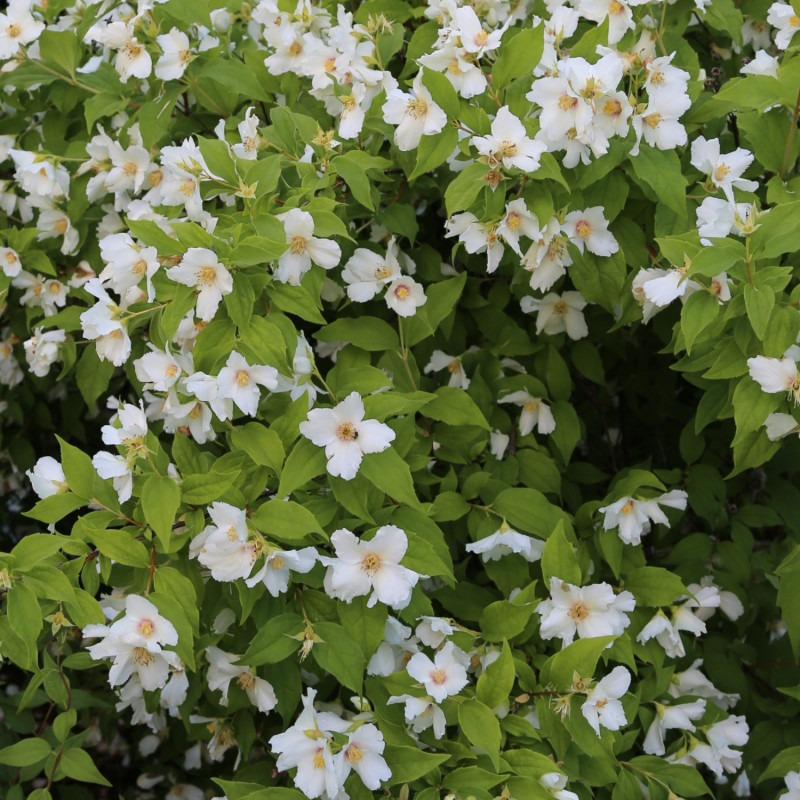 Jaśminowiec 'Belle Etoille'