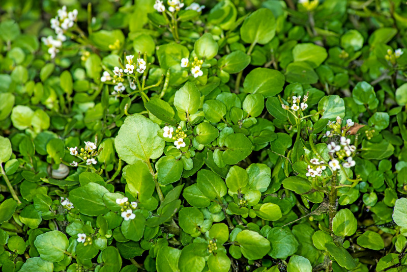 Pstrolistka sercowata