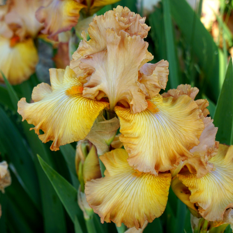 Kosaciec bródkowy (Iris x germanica) 'Tea Break'