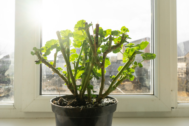 Gdzie przechować pelargonie? Liczy się temperatura i światło