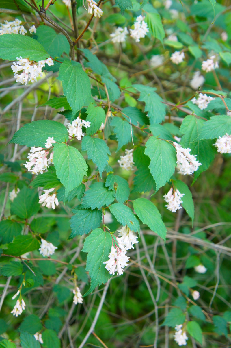 Neilia tybetańska (Neillia thibetica) wiosną z kwiatami i zielonymi liśćmi.