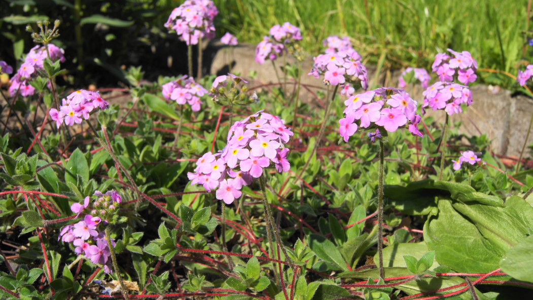 Naradka rojnikowata (Androsace sempervivoides)