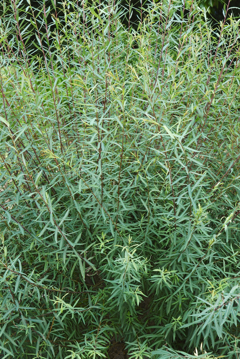 Wierzba purpurowa (Salix purpurea) – gęsty, rozłożysty krzew o cienkich, purpurowych pędach i wąskich, niebieskawozielonych liściach. Idealna do naturalnych żywopłotów i nasadzeń ozdobnych.