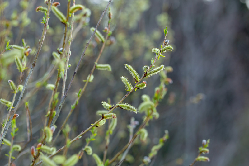 Wierzba purpurowa (Salix purpurea) – młode pędy z dekoracyjnymi kotkami wczesną wiosną. Roślina miododajna, przyciągająca pszczoły i inne owady zapylające.
