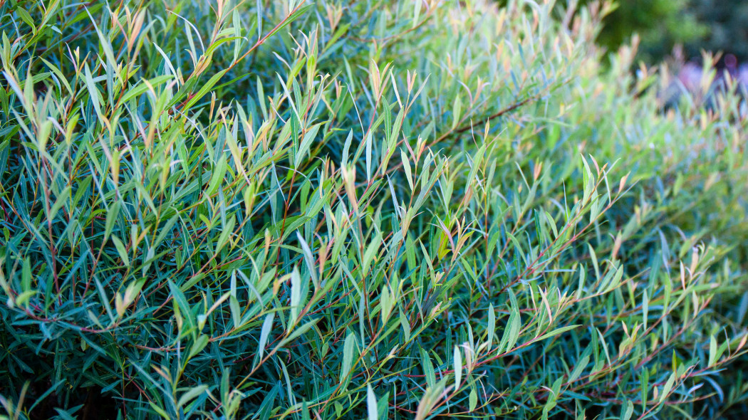 Wierzba purpurowa (Salix purpurea)