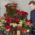 Niech Twoja gwiazda błyszczy! Jak zadbać o to, aby poinsecja wyglądała jak najlepiej?