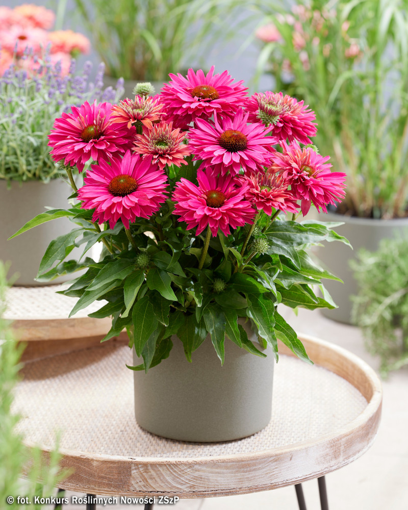 Jeżówka (Echinacea) SUNSEEKERS SWEET FUCHSIA