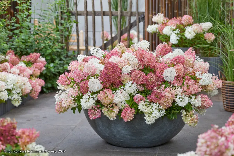 Hortensja wiechowata (Hydrangea paniculata) Groundbreaker Blush w donicy, gęste kwiatostany w lecie