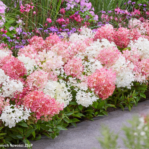 Hortensja bukietowa GROUNDBREAKER BLUSH