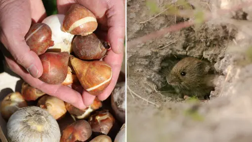 To ostatni moment na sadzenie tulipanów. Włóż tę jedną rzecz do dołka, a nornice będą je omijać