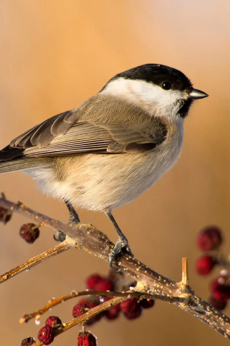 Sikora czarnogłówka (Poecile montanus) siedząca na gałązce z czerwonymi owocami zimą. Mały ptak ogrodowy z czarną główką i jasnym brzuchem.