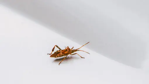 Uważaj na dużego śmierdzącego pluskwiaka – "wtyka się" do domu jesienią, straszy wiosną i... zjada krzewy