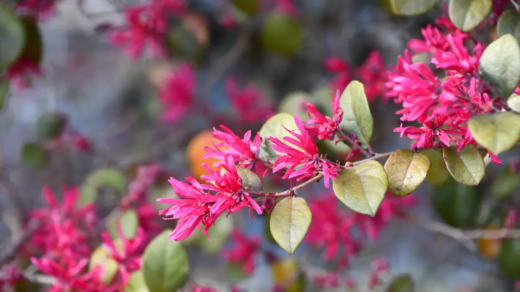 Loropetalum chińskie (Loropetalum chinense) - kwitnąca gałązka krzewu
