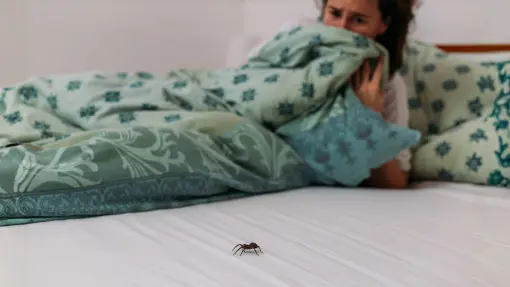 Pająki w sypialni? Te dwa zapachy przegonią je skutecznie i naturalnie