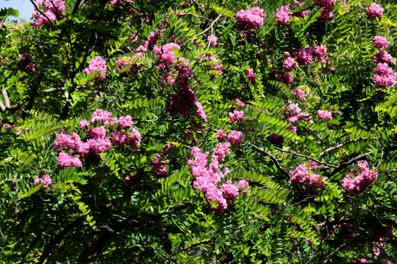 Różowa robinia akacjowa