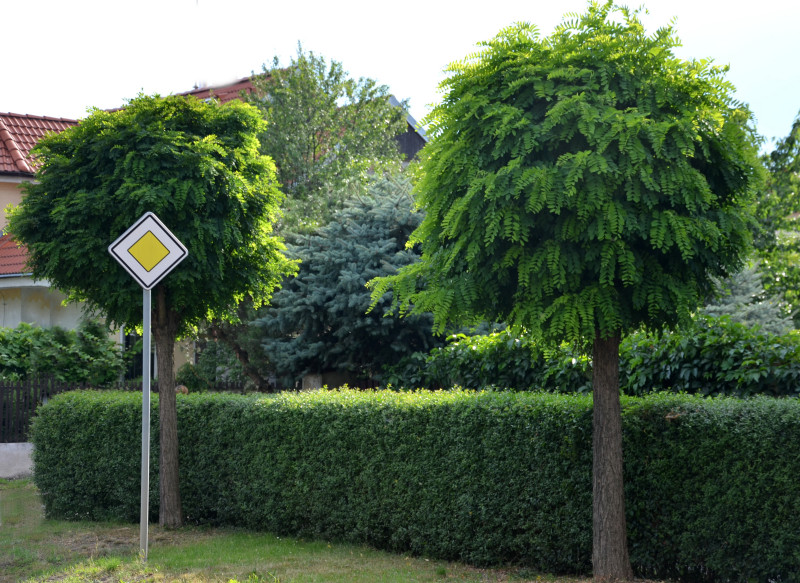 Robinia Umbraculifera