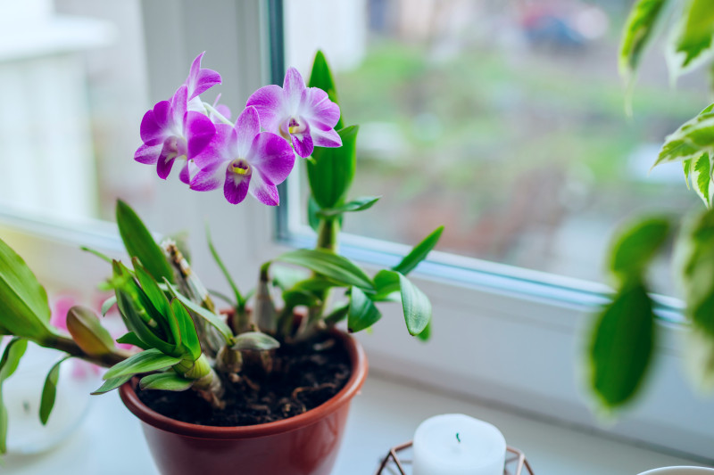 Storczyk Dendrobium na parapecie – fioletowe kwiaty, domowa uprawa i pielęgnacja zimą przy oknie.