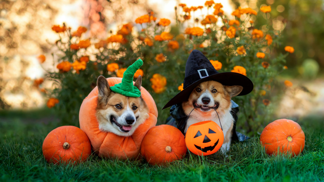 Ogród gotowy na Halloween. 25+ pomysłów na strasznie fajne ozdoby