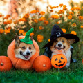 25+ dekoracji z dyni na Halloween – nie tylko straszydła! | Zainspiruj się i twórz, zobacz galerię inspirujących pomysłów