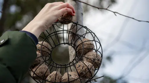 Słonina czy mieszanka nasion? Co naprawdę lubią ptaki zimą?