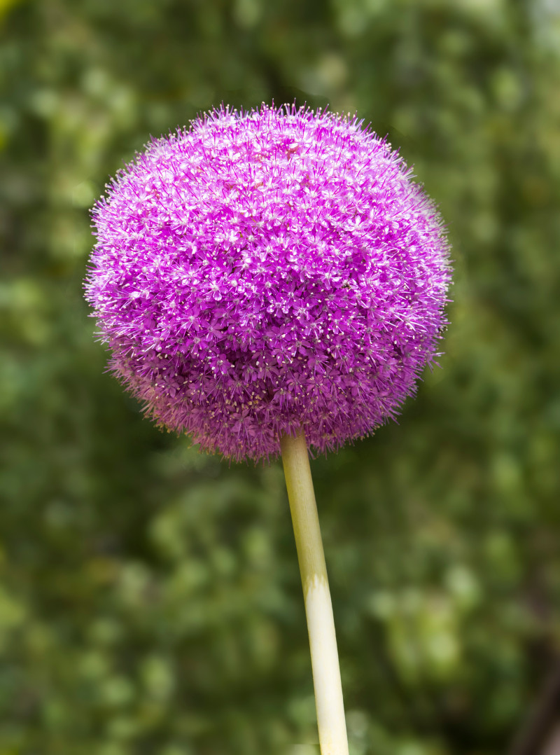 Kwiaty czosnku ‘Purple Sensation’