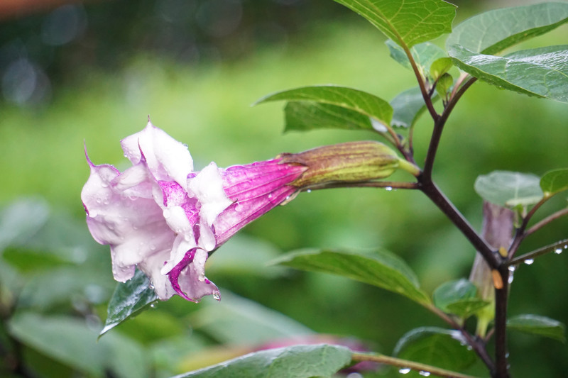 Fioletowo-biały kwiat bielunia surmikwiatu (Datura metel) z widocznymi kroplami deszczu – roślina o wzniesionych trąbkowatych kwiatach.