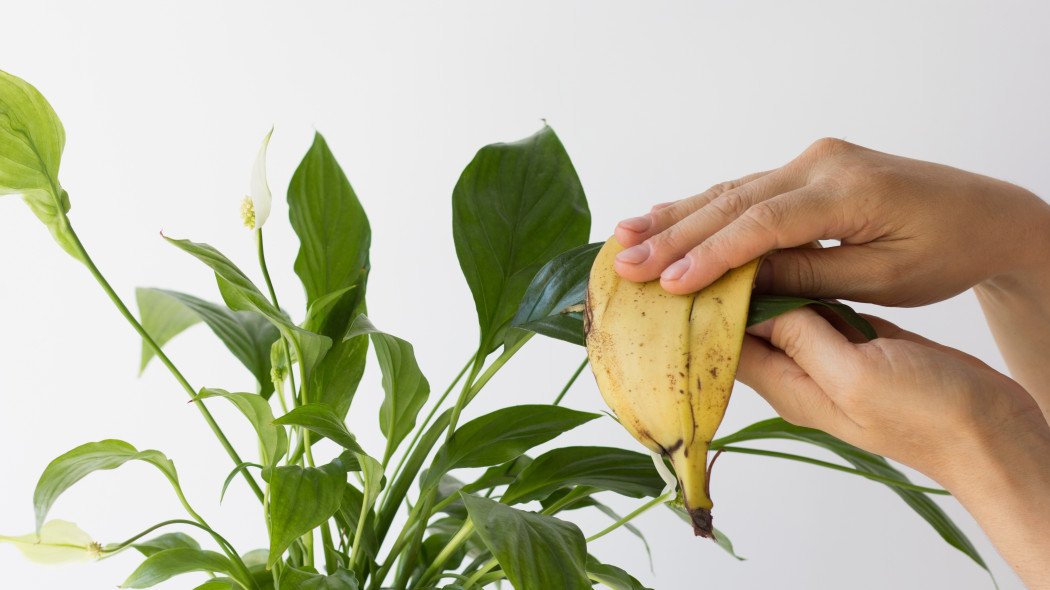 Przecieranie liści skórką od banana